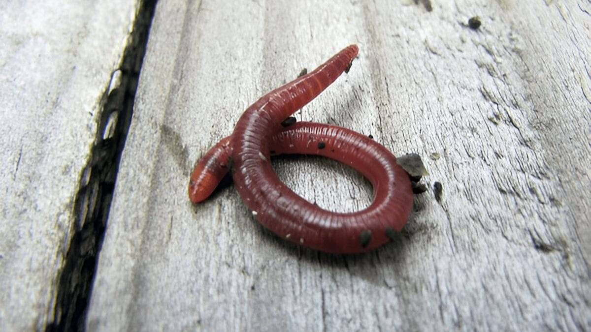 how to get rid of earthworms from home in monsoon rainy season using salt and baking soda kechua bhagane ke upay 