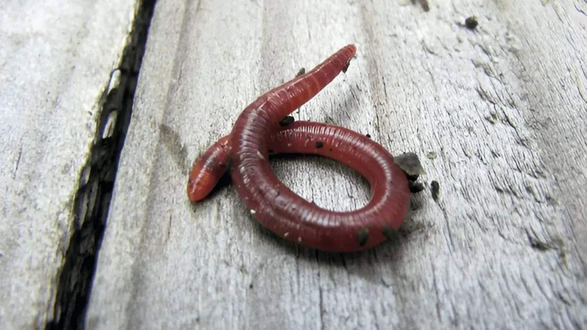 how to get rid of earthworms from home in monsoon rainy season using salt and baking soda kechua bhagane ke upay