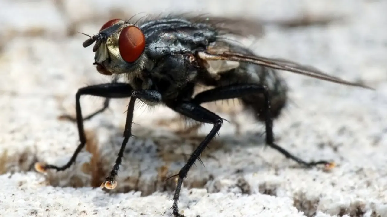 how to get rid of flies from home