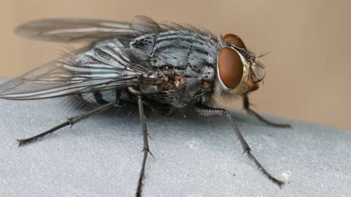 how to get rid of home flies using clove and lemon at home