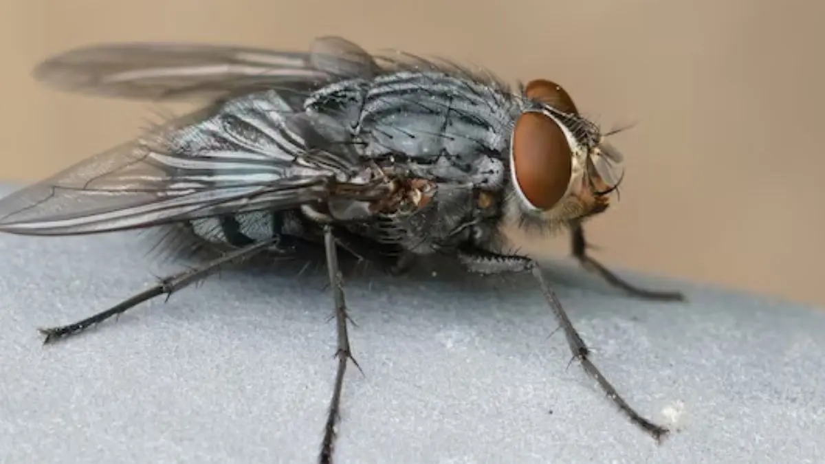 how to get rid of home flies using clove and lemon at home