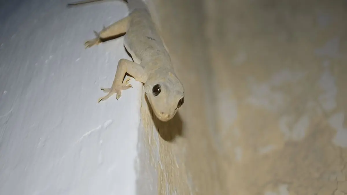 how to get rid of home lizards permanently using kitchen spcies chipkali bhagane ke upay