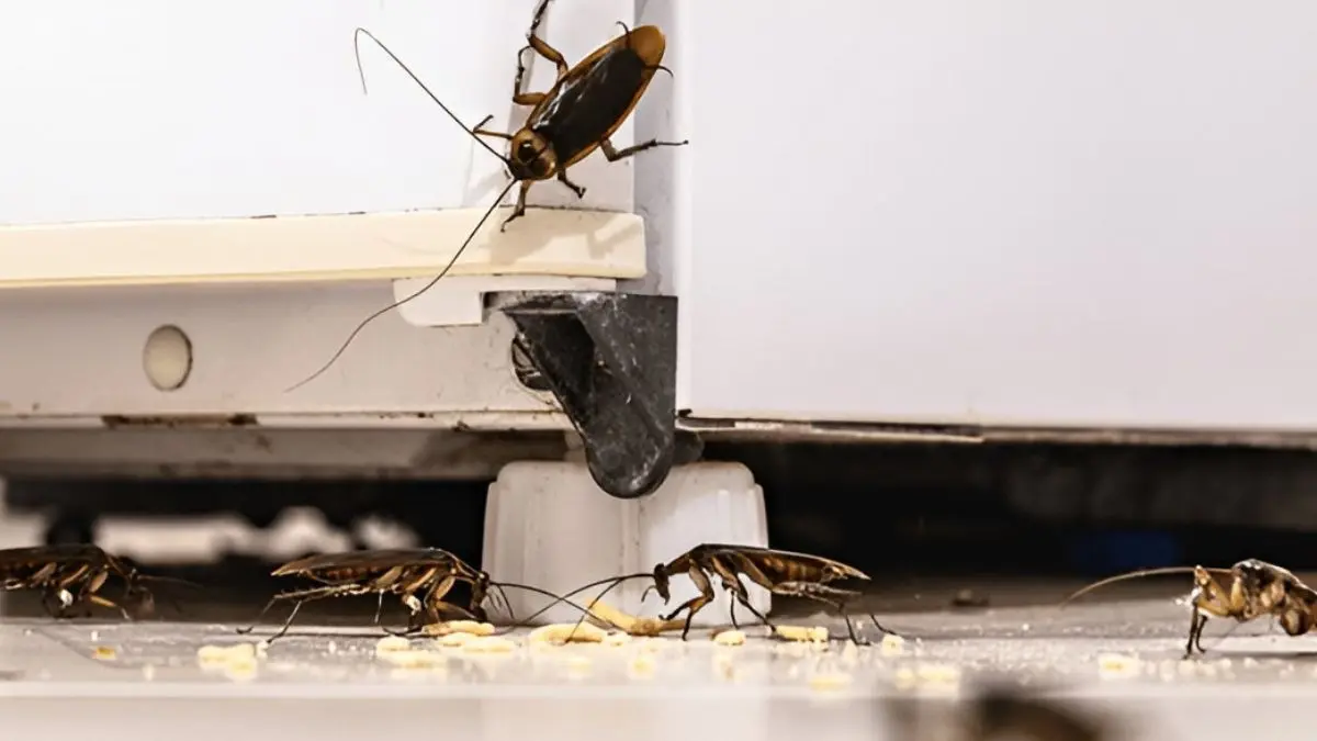 how to get rid of insects from home during rainy monsoon season