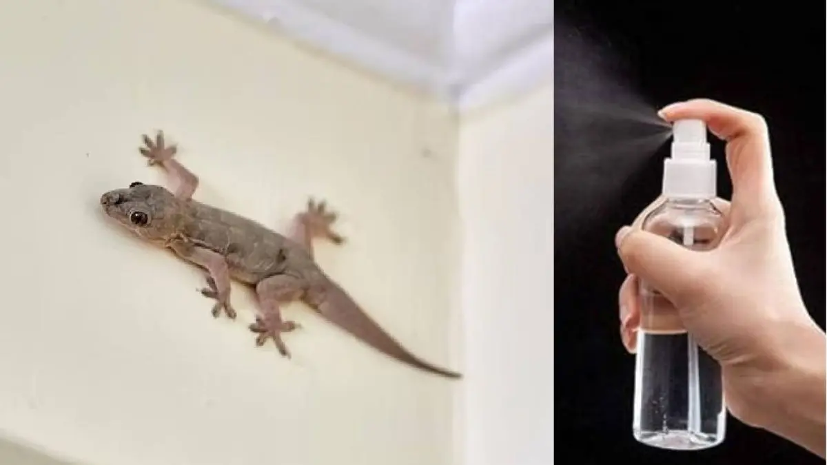 Lizards: छिपकली इस चीज से खाती है भयानक खौफ, किचन में रखे इस मसाले से घोल बनाकर कर दें स्प्रे; हो जाएगा काम तमाम how to get rid of lizards
