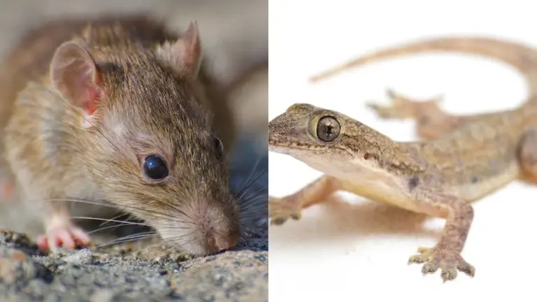 Lizard Removal Tips: घर से छिपकली और चूहों की हो जाएगी छुट्टी, बस करें लहसुन का यह उपाय, एक बार में दिखेगा असर how to get rid of lizards and rats from home using garlic lehsun se chipkali aur chuhe bhagane ke upay
