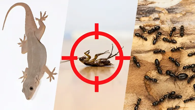 Lizards: छिपकली, चींटी और कॉकरोच ने घर में मचाया कोहराम? सबसे आसान घरेलू उपाय दिलाएगा छुटकारा how to get rid of lizards cockroaches and ants from home