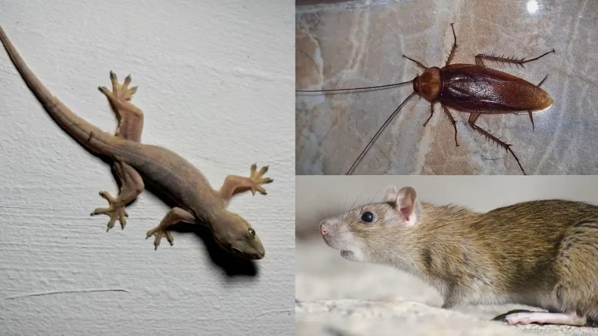 how to get rid of lizards cockroaches and rats from house permanently