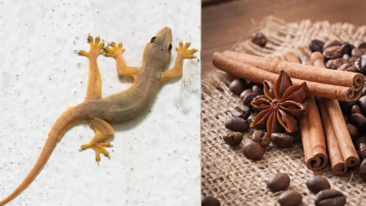 how to get rid of lizards from home using dalchini or cinnamon powder ghar se chipkali ko bhagane ke upay