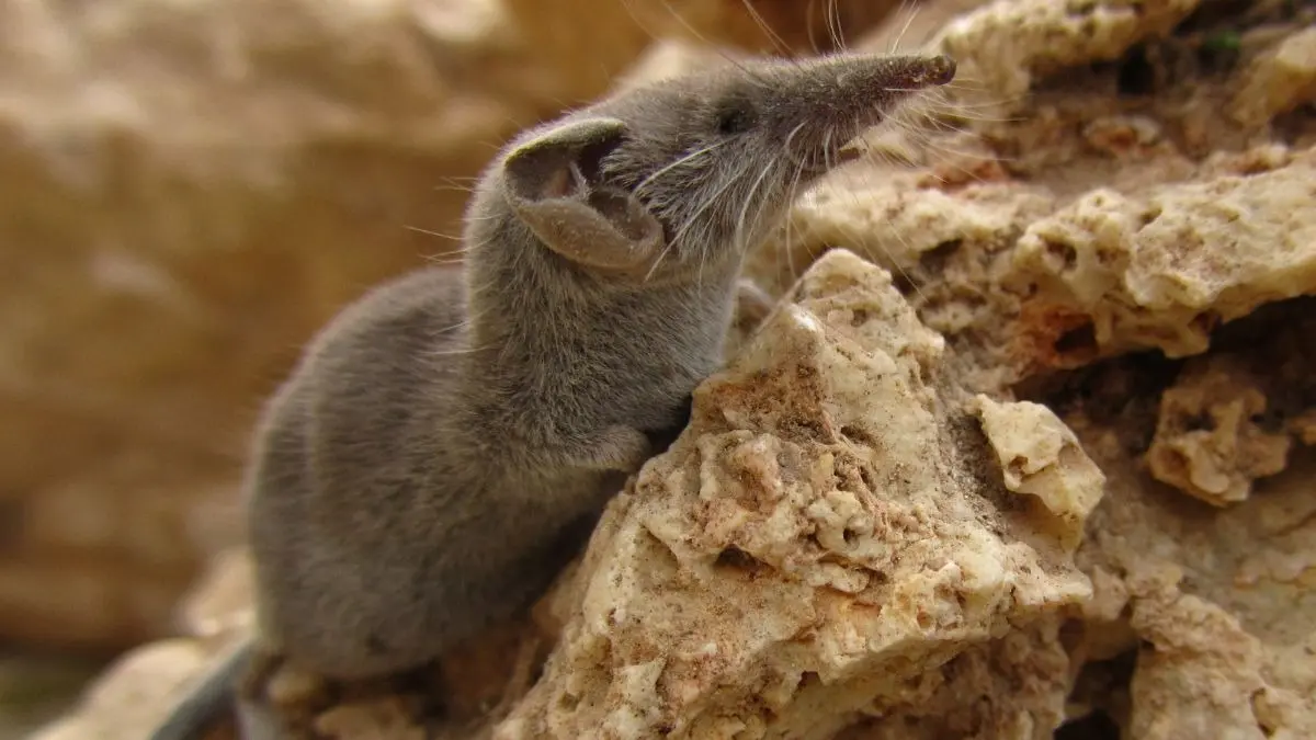 how to get rid of mole rat or chuchundar from home during rainy monsoon season