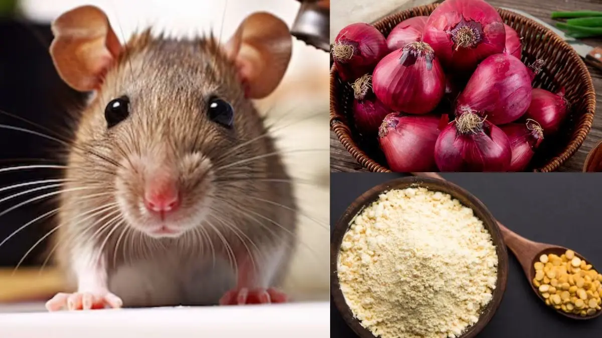 how to get rid of rats from home using onion and gram flour besan chuhe bhagane ka upay