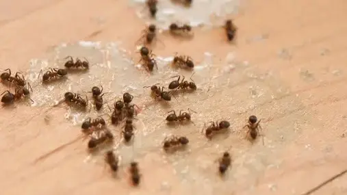 Tired Of Ant Infestations At Home? Try Out At These Natural Ways To Keep The Insects At Bay How to keep ants at bay?