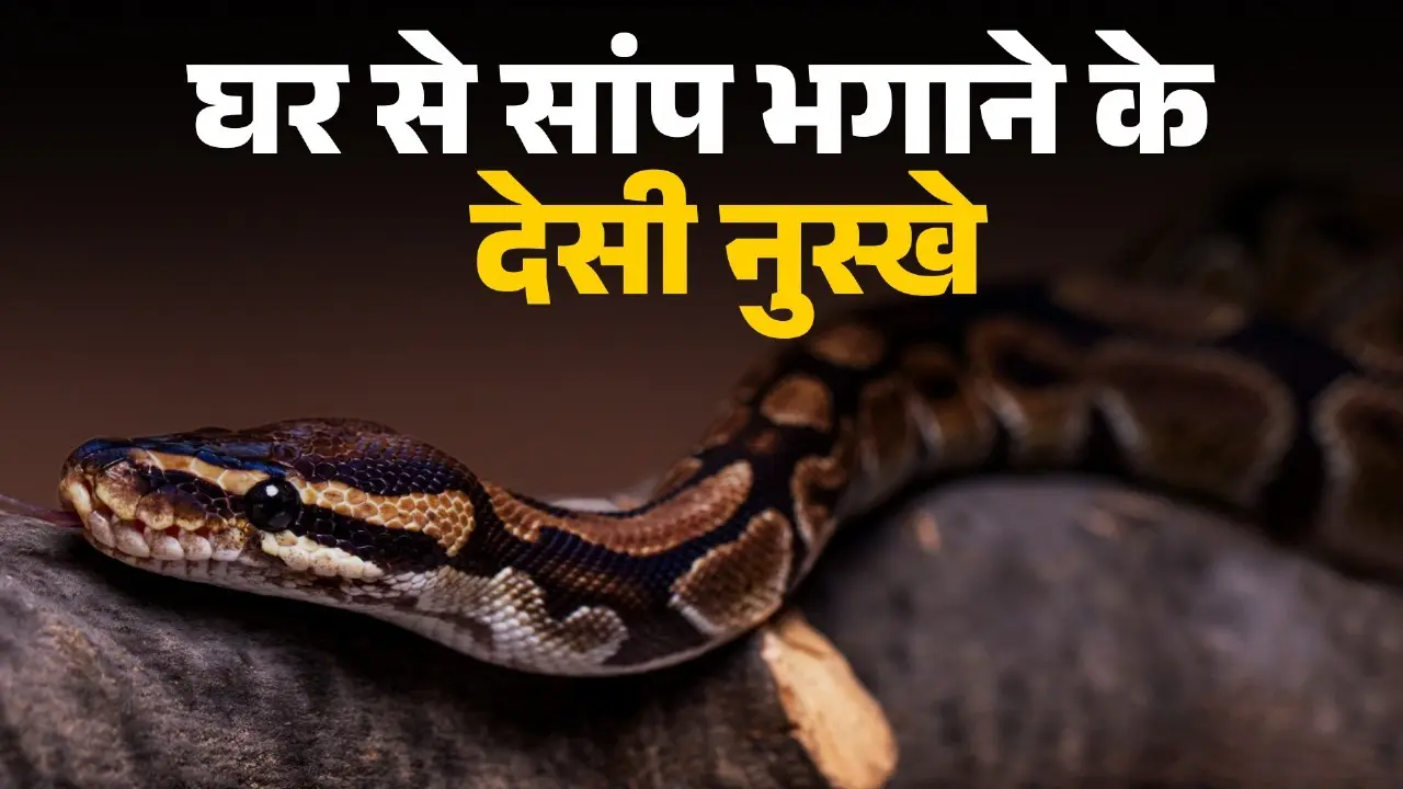 how to keep your house safe from snake during monsoon or rainy season