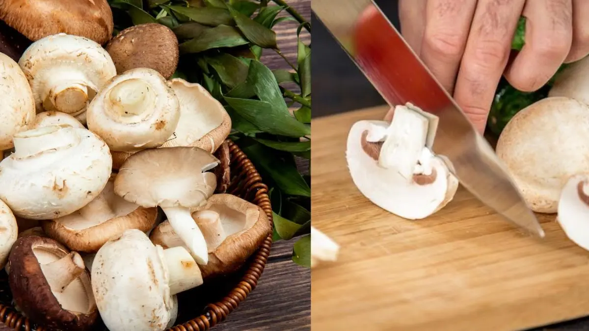 how to know mushroom is real or fake asli nakli ki pehchan kaise kare