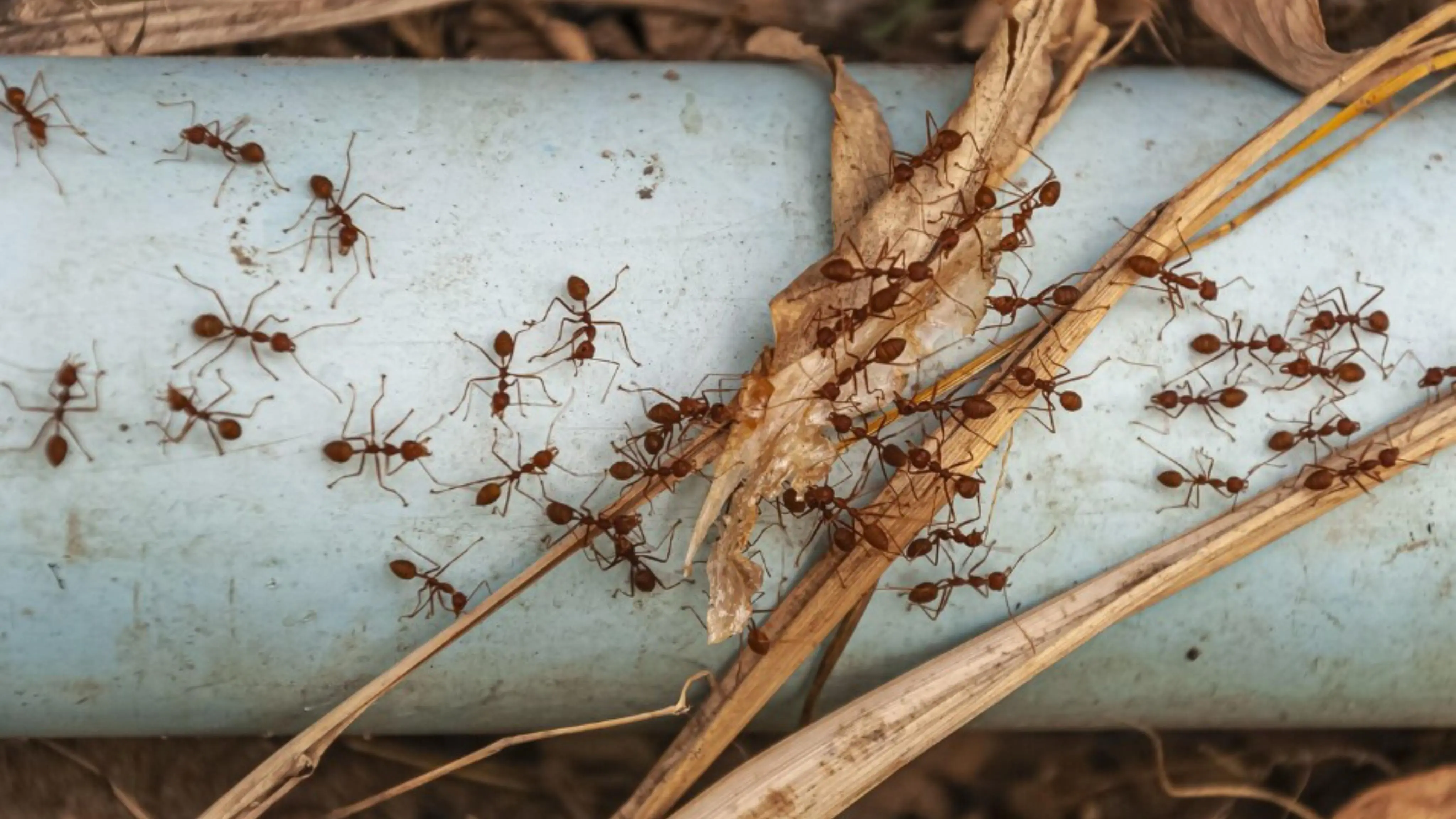how to remove ants from home