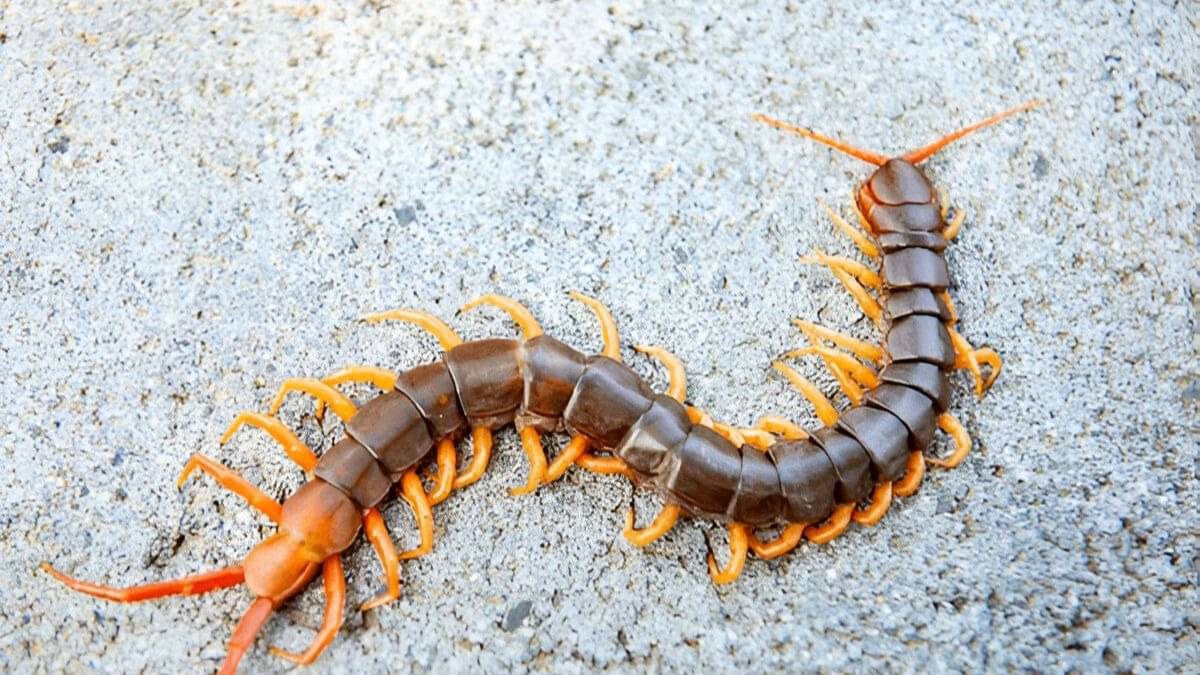 how to remove centipedes from kitchen sink and bathroom at home kankhajura bhagane ke upay