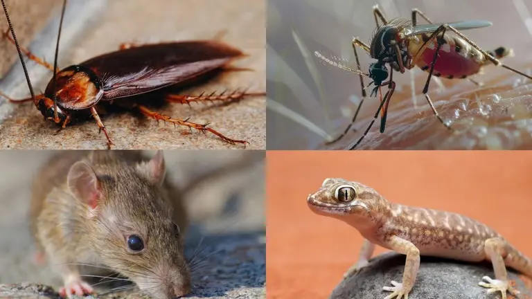 Mosquito Removal Tips: किचन की इन चीजों से बनाएं घोल... मच्छर-छिपकली-चूहा सब गायब, VIDEO how to remove insects from home like mosquitoes ants lizards rats kankhajura cockroach and many more ghar ki safai ke upay