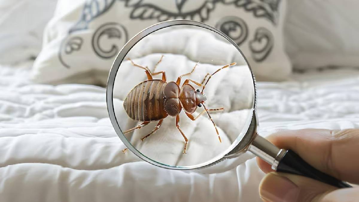 Description of the pic