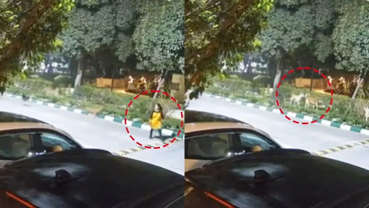Howling Stray Dogs Lunge At Woman in Greater Noida's Jaypee Greens, Residents Demand Action | WATCH Howling Stray Dogs Lunge At Woman Walker in Greater Noida's Jaypee Greens, Residents Draw 5 Day Deadline Demanding Action | Watch