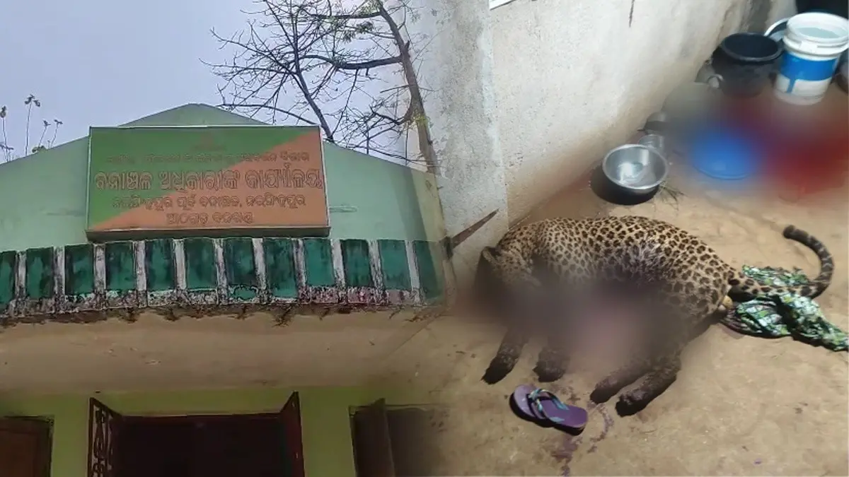 Human Wildlife Interaction Gone Wrong: Odisha Youth Kills Leopard In Self-Defence