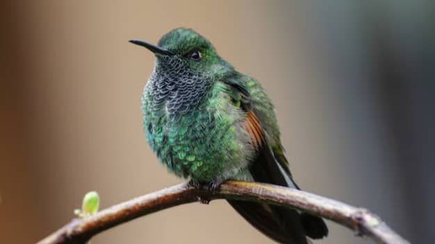 Description of the pic