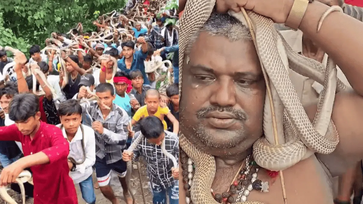 WATCH: Devotees Carry Live Snakes During ‘Nag Panchami’ Fair in Bihar Hundreds Carry Snakes at Nag Panchami Fair in Bihar