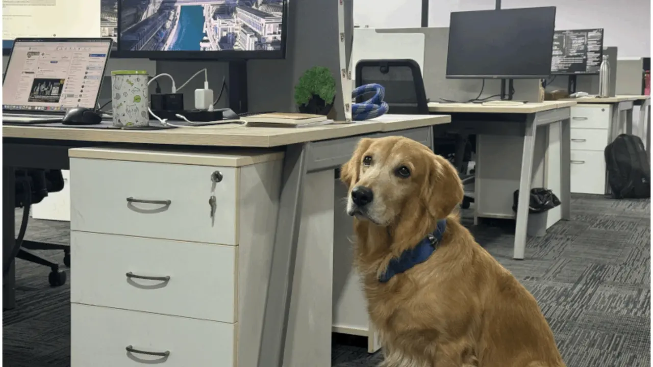 ‘Pawesome Workspace’: Internet Is Impressed as Hyderabad Startup Hires Golden Retriever as Chief Happiness Officer Hyderabad company wins hearts by hiring Golden Retriever as Chief Happiness Officer