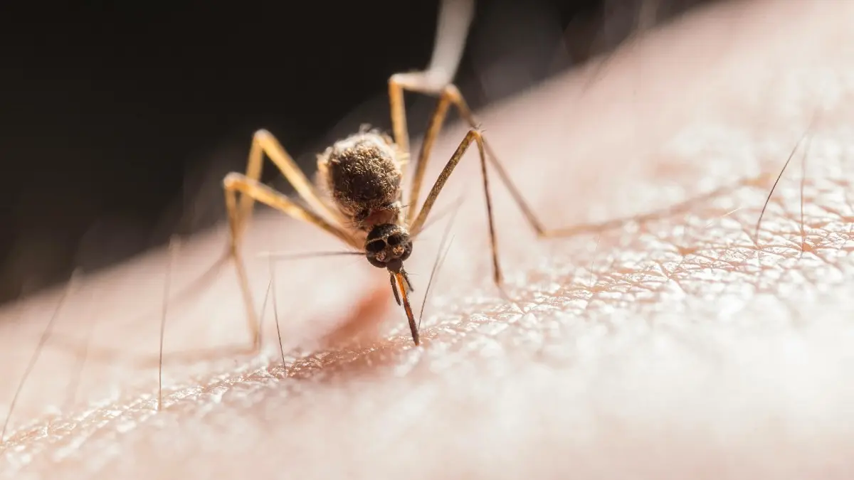 Iceland’s Unique Status Is Gone: Record Heat Brings First-Ever Mosquitoes