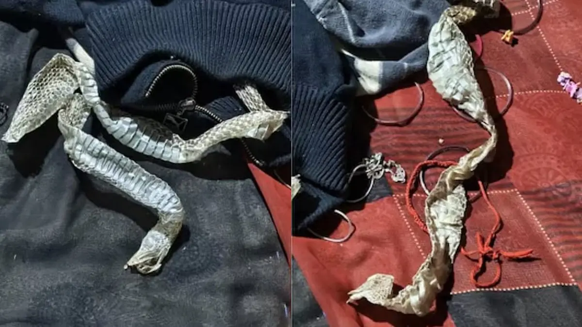 Ichchadhari Naagin?: Woman Disappears Mysteriously Overnight, Mother Finds Snake Skin On Her Bed In UP Ichchadhari Naagin?: Woman Disappears Mysteriously Overnight, Mother Finds Snake Skin On Her Bed In UP