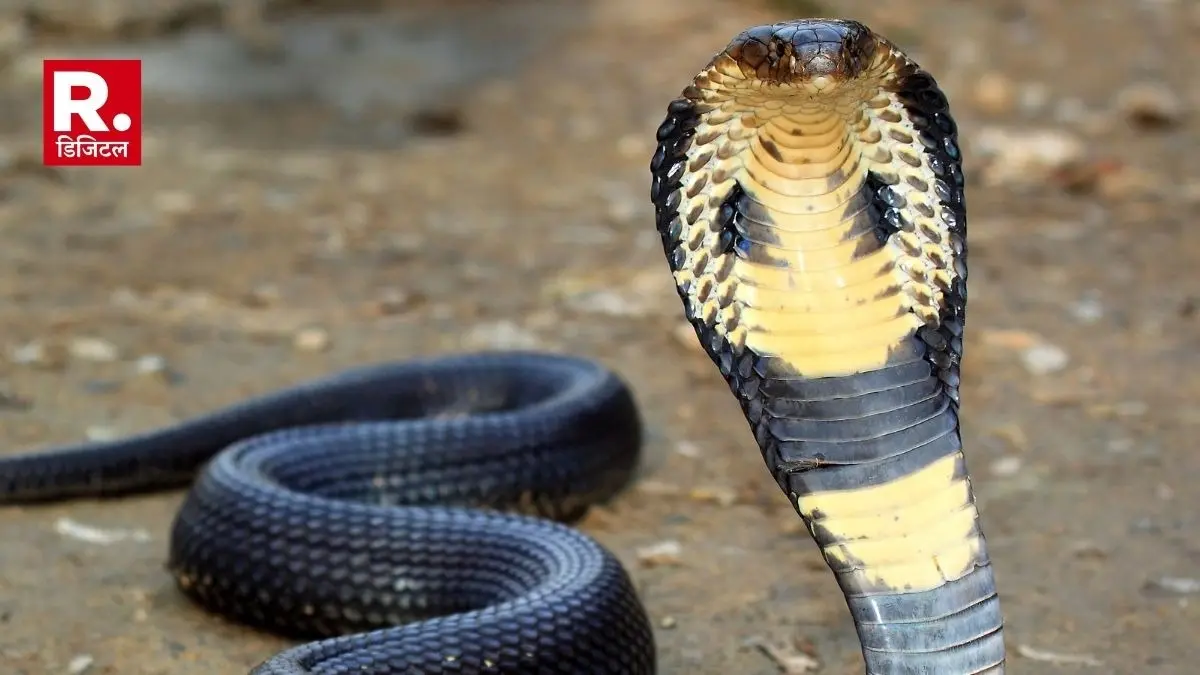 in-laws locked married woman in room and bitten by cobra snake for dowry