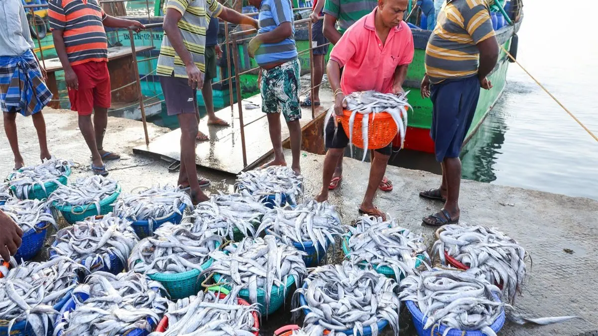 India's Fish Exports