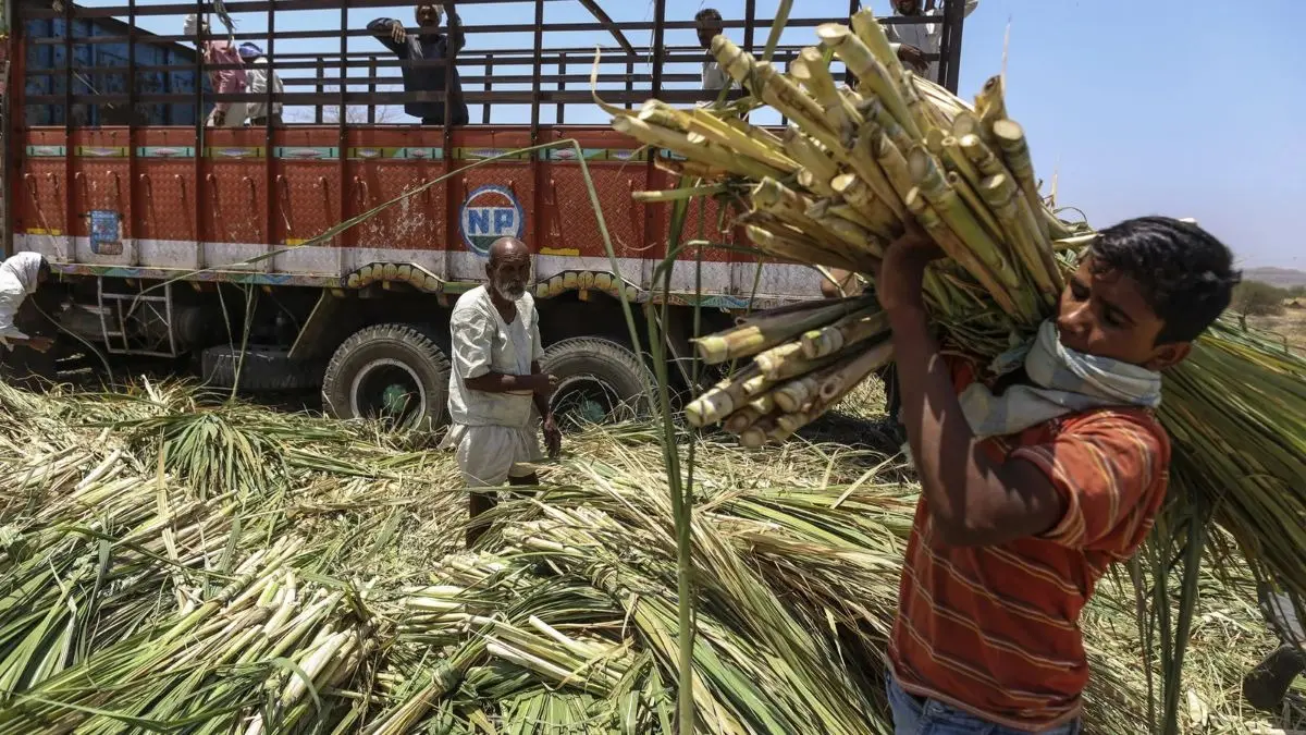 India Urged to Double Sugar Exports to 2 Million Tons Amid Rising Surplus in 2025/26 Season India's Sugar Production through sugarcanes