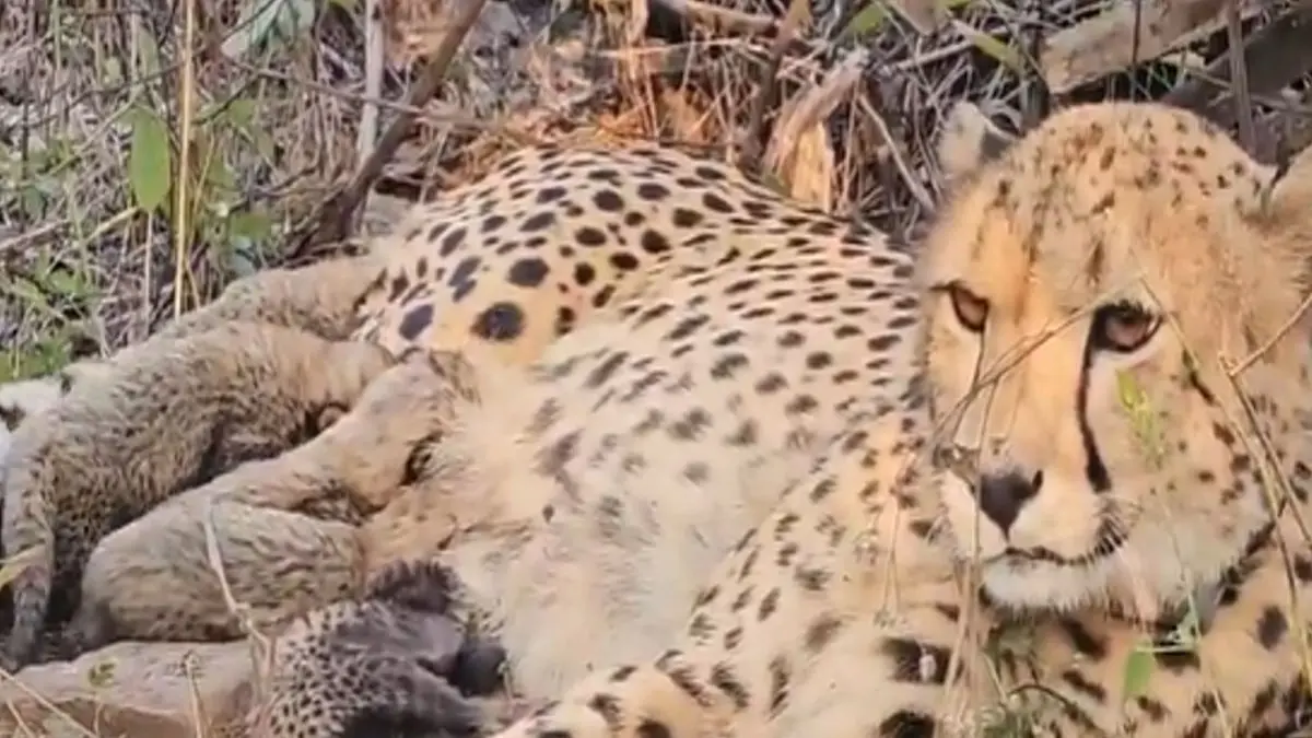 Indian-born cheetah Mukhi gives birth to 5 cubs at Kuno National Park