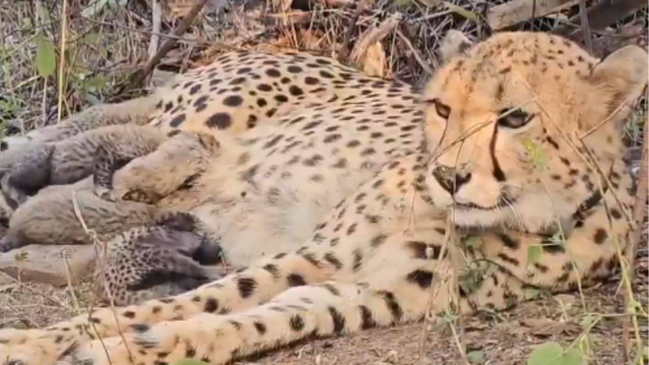  Indian cheetah babies