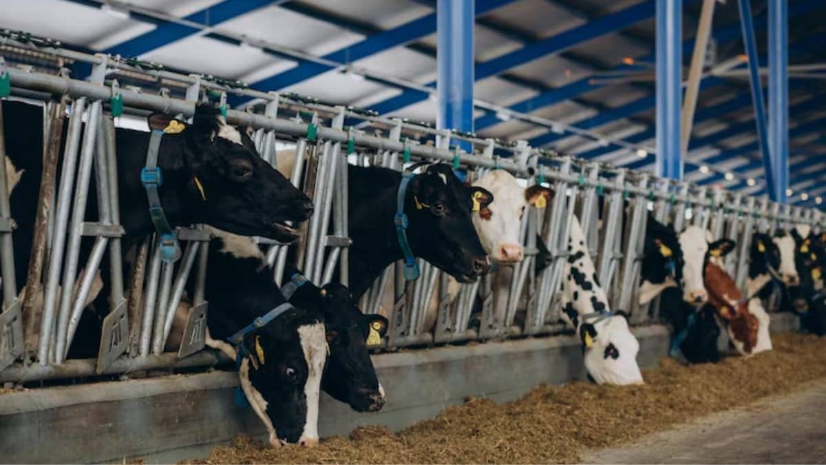 Indian dairy sector faces tight supply as demand strengthens ahead of 2026