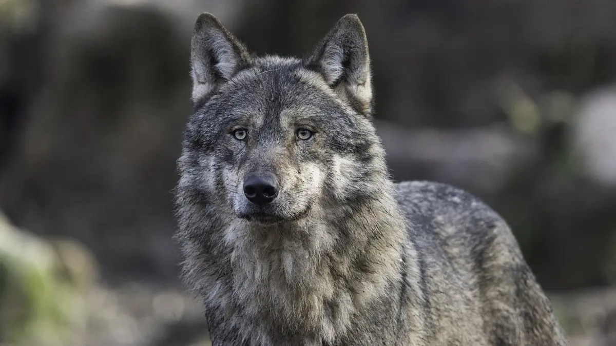 Indian-Grey-Wolf-Spotted-In-Delhi