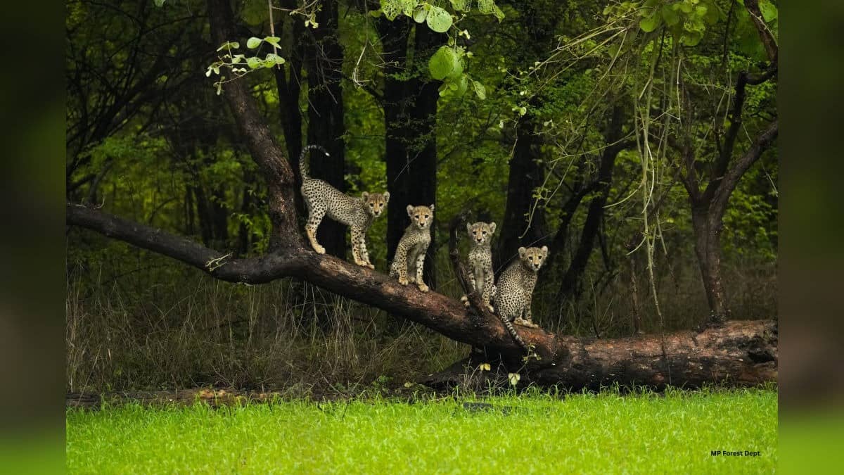 India’s Cheetah Cubs Beat Global Survival Odds: 61% Survival Rate Boosts Conservation Success