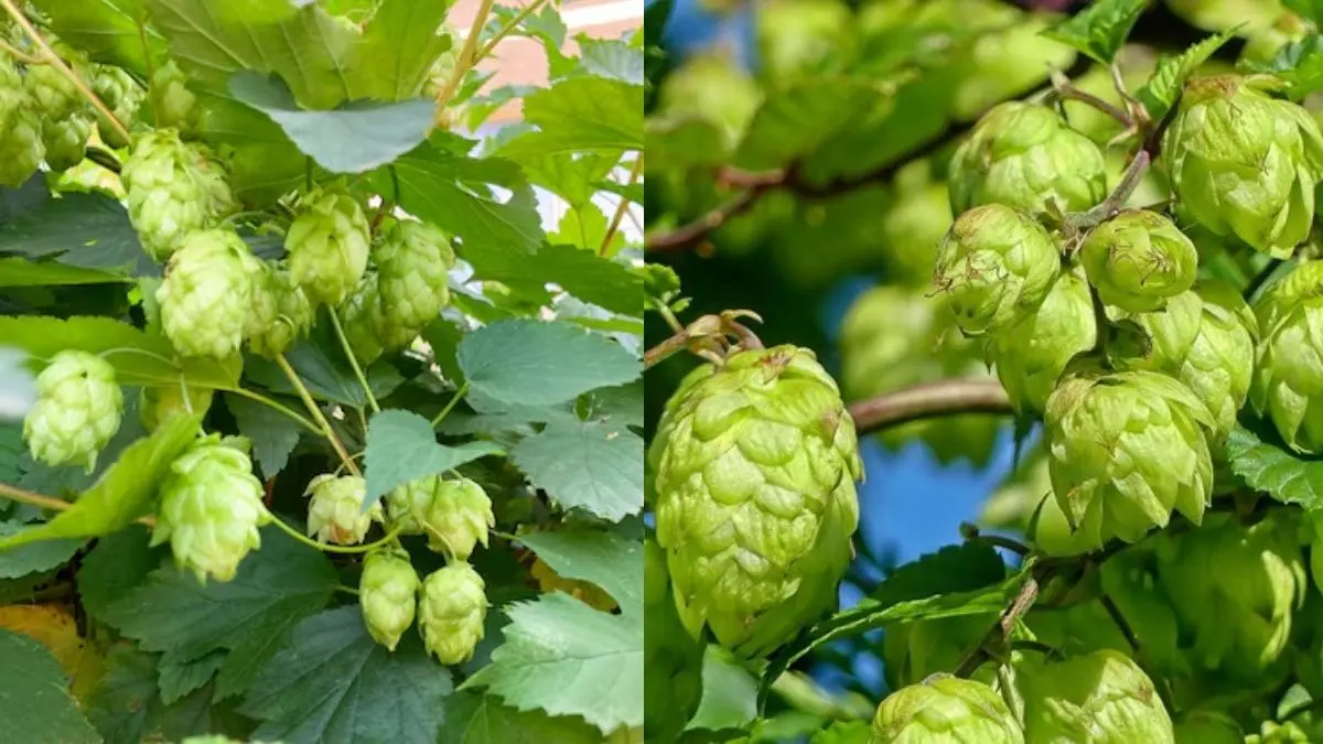 India’s Most Expensive Vegetable