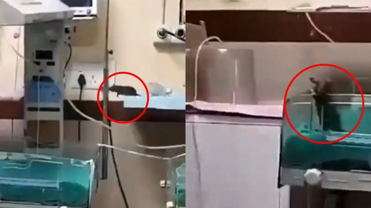 Indore: 2 Infants Bitten by Rats at MY Hospital; One Dies, Another Critical Indore: 2 Infants Bitten by Rats at MY Hospital; One Dies, Another Critical