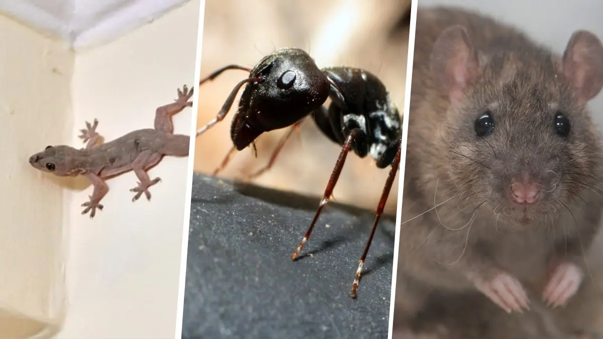 How To Protect Your Home From Rodent And Insect Infestation During Summers? Insects and rodents not only spoil food stored in kitchen but also damage property and spread diseases