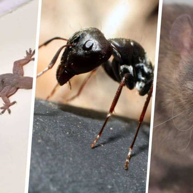 Insects and rodents not only spoil food stored in kitchen but also damage property and spread diseases