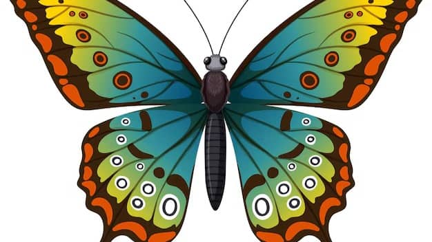 Description of the pic