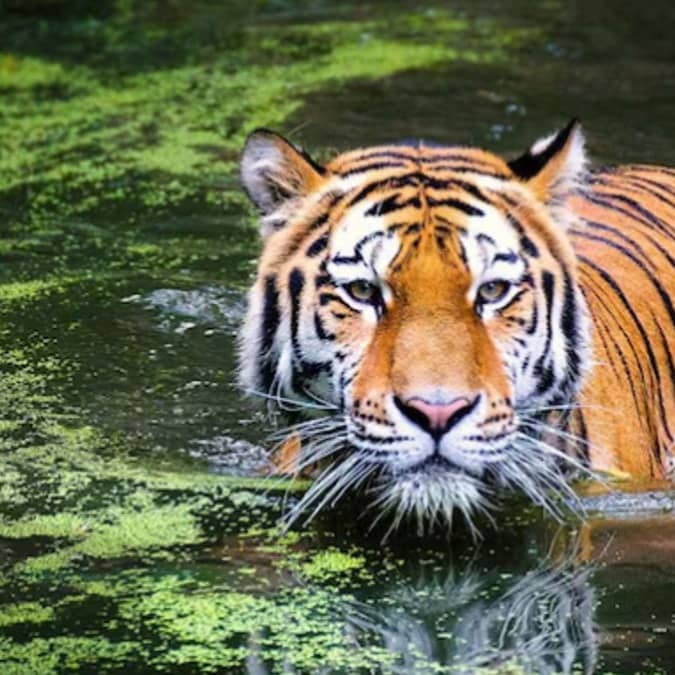 International Tiger Day 2025