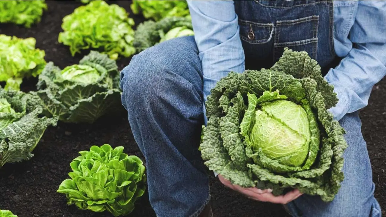 Internet Declares Cabbage The Superfood Of 2026, Know Its Benefits Internet Declares Cabbage The Superfood Of 2026, Know Its Benefits