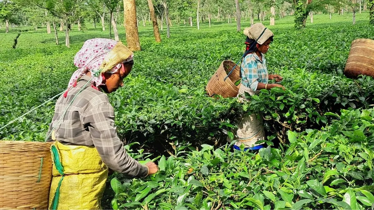 Iran-Israel conflict: How Is It Harming Assam's Tea Exports?