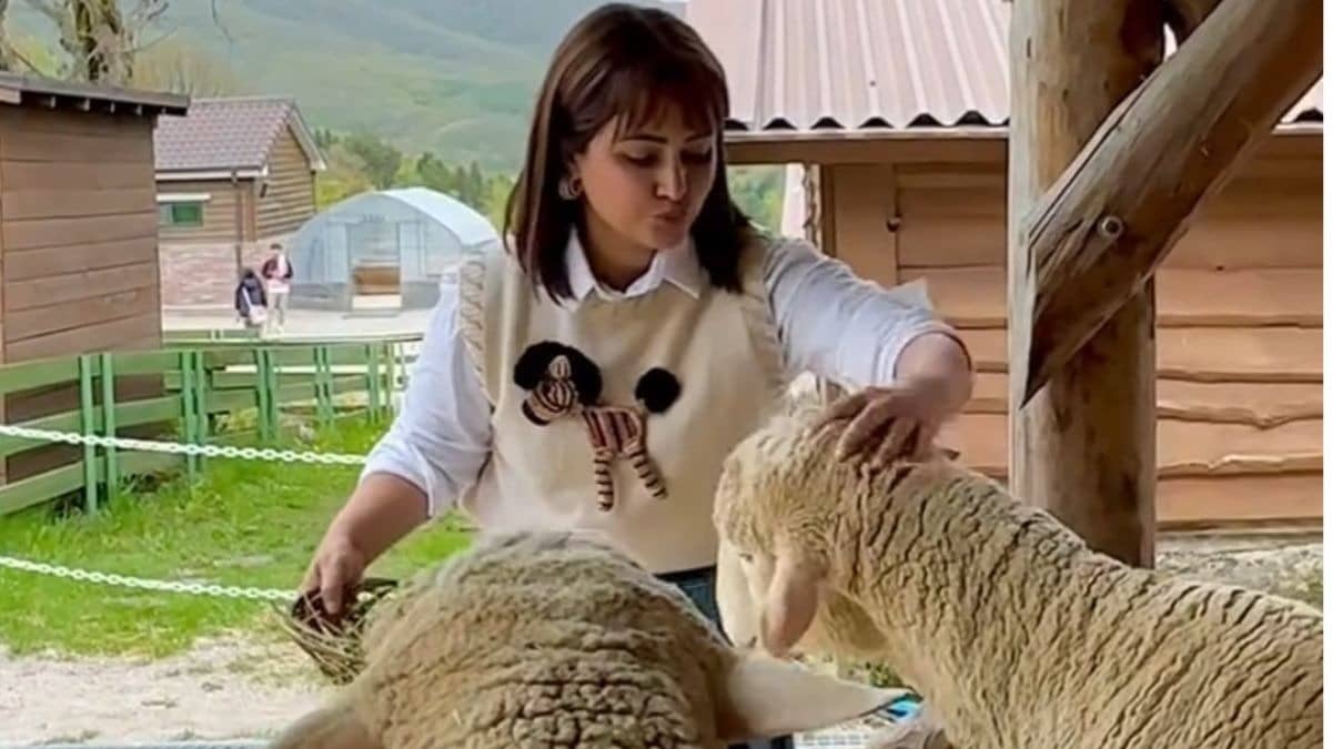 Description of the pic