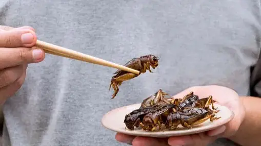 Singapore approves 16 insects for human consumption