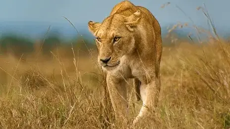 Hyderabad: प्राणी उद्यान में शेरनी ने हमला कर देखभाल कर्मी को किया घायल Animal Keeper at Hyderabad Zoo Injured After Lioness Pounces on Him