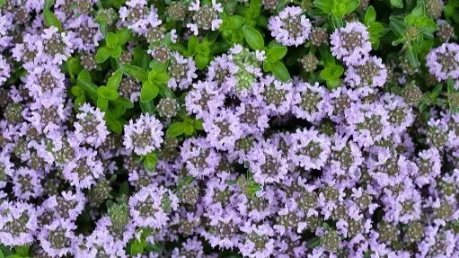 These Five Italian Spices Can Add A Refreshing Twist To Indian Dishes Italian spices