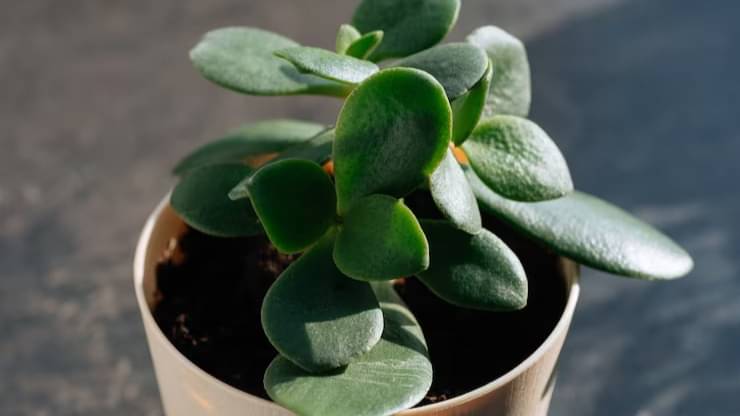 Description of the pic