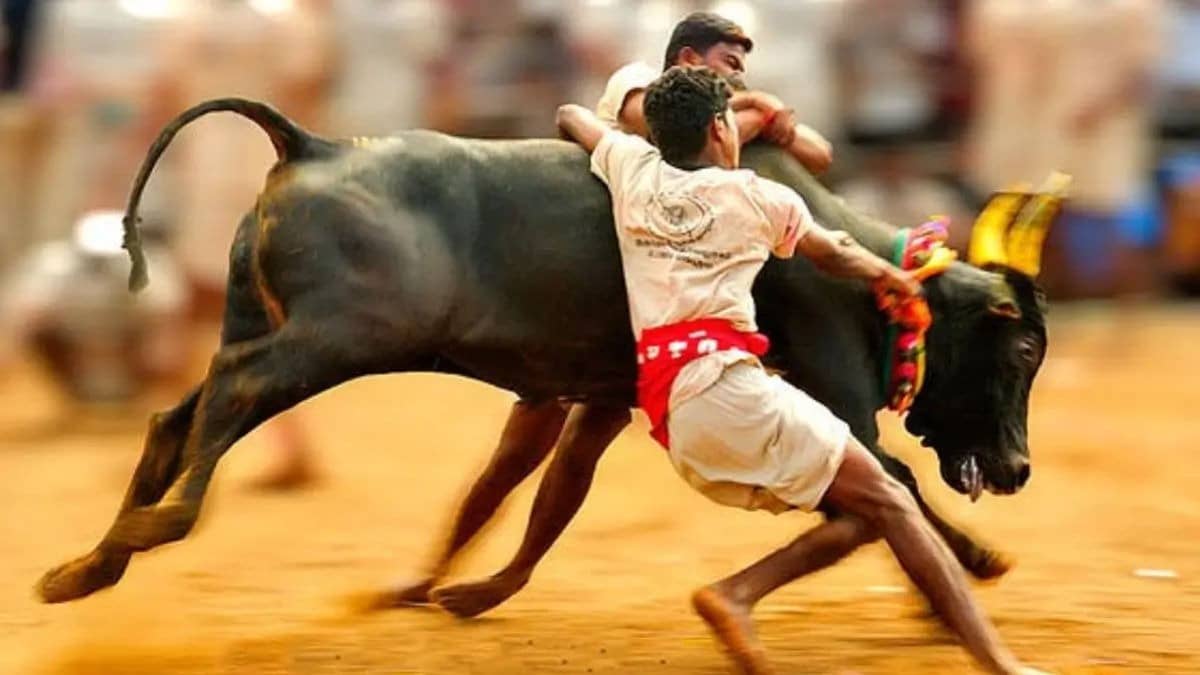 Jallikattu Season 2026 Kicks Off In Tamil Nadu’s Thatchankurichi; 78 Injured